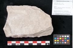 Foto (Objekt + Etikett) von Dictyopteris brongniarti Gutb. (NHMW-GEO-2024-0188-10766)